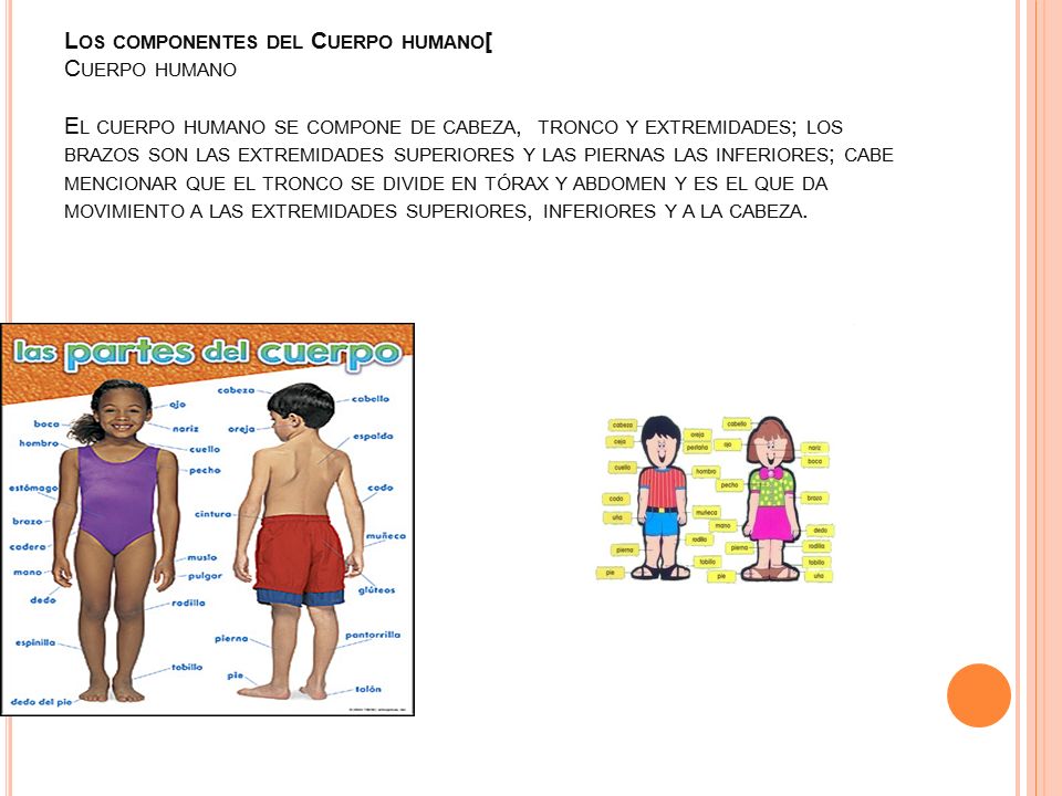 extremidades inferiores del cuerpo humano para niños